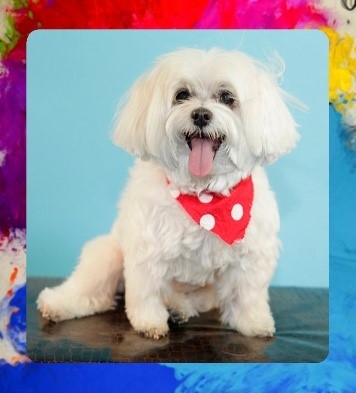 A white dog with a red bandana