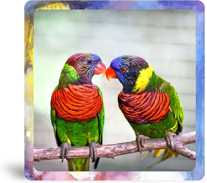Ornate Lorikeets