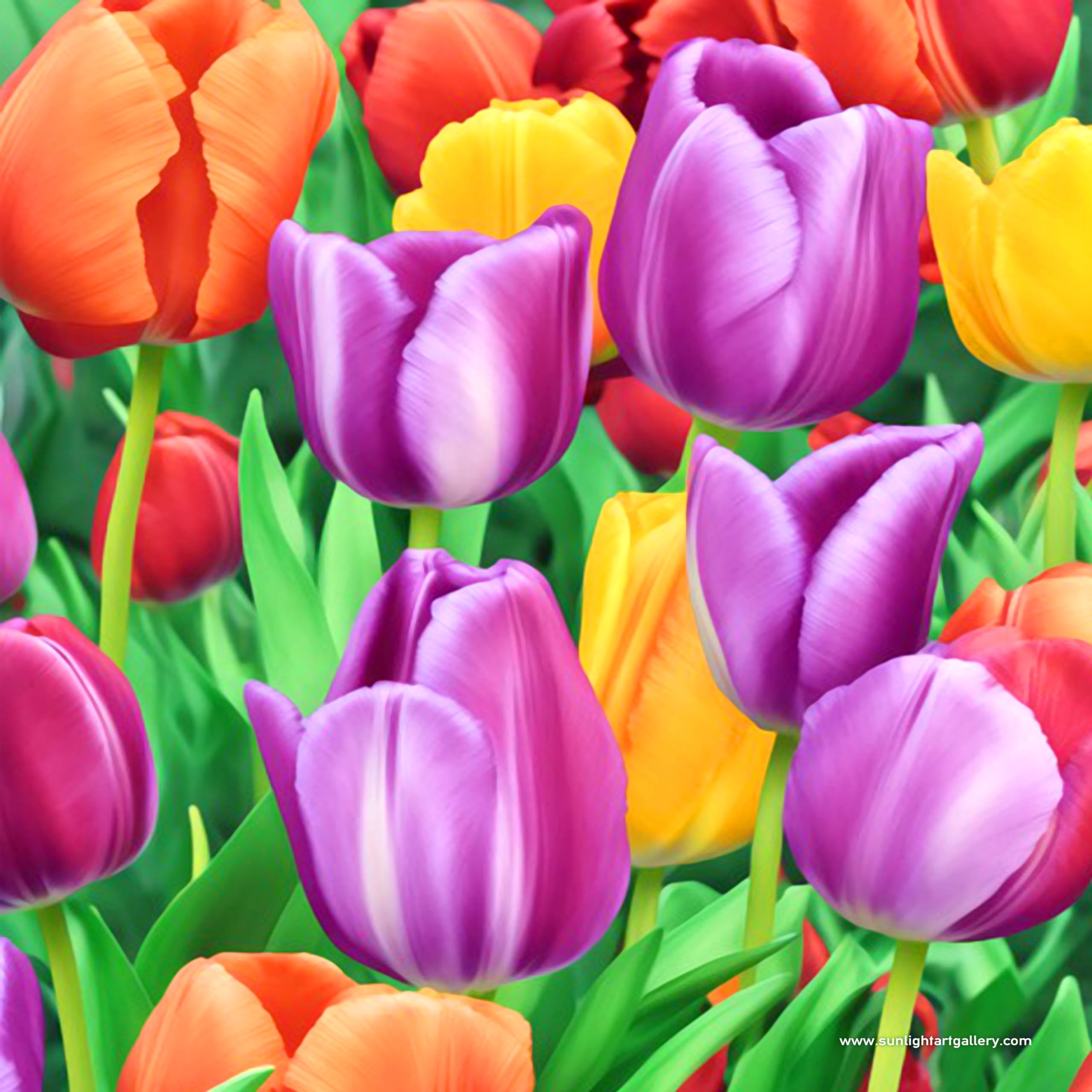 Tulips in Spring