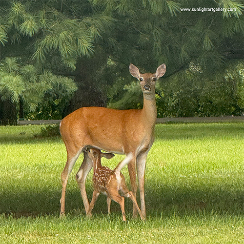 Deer Family
